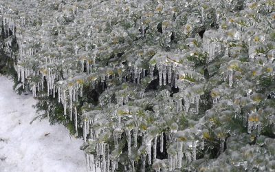 Oregon’s Extreme Cold May Get a Fun Bonus Guest—Freezing Rain Overnight