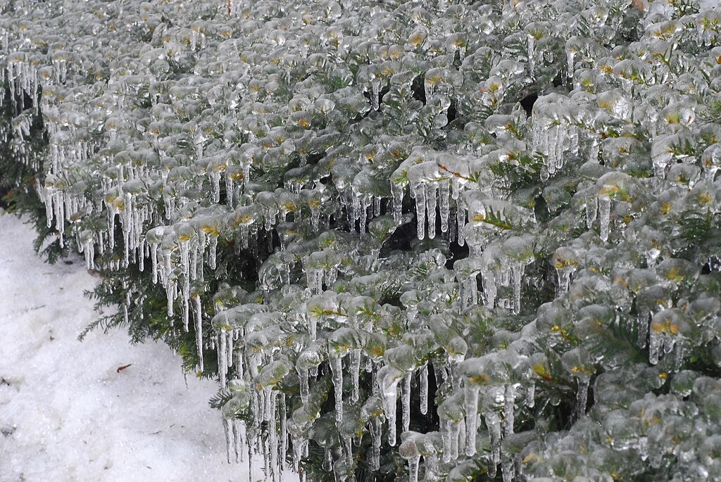 freezing rain