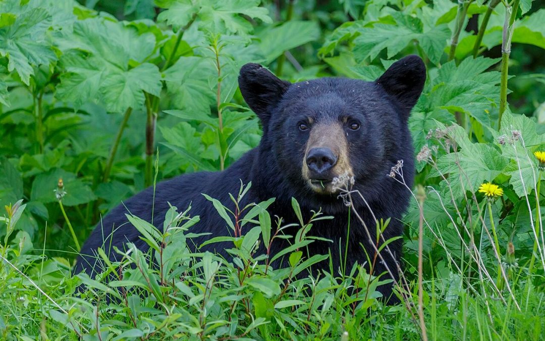 Man Mauled by Bear at Crater Lake, TikTok Live Ends Right When It Gets Good