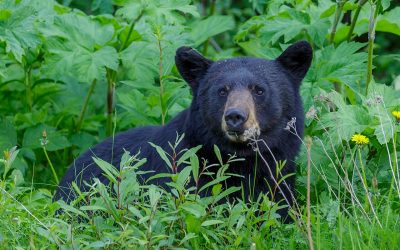 Man Mauled by Bear at Crater Lake, TikTok Live Ends Right When It Gets Good