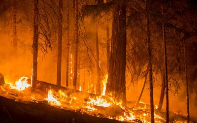 Oregon’s Burning Question: Why Are We Still Ignoring Indigenous Fire Wisdom?