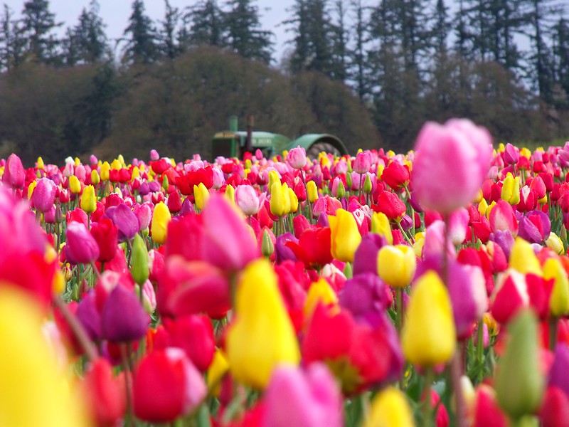 Many colors of tulips fill up a field at the Wooden Shoe Tulip Festival in Oregon.