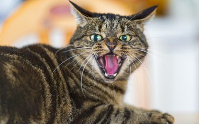 Cat’s Patience Wearing Thin as Litter Box Remains Uncleaned