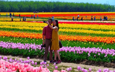 Millions of Blooms Await! Don’t Miss the 2025 Wooden Shoe Tulip Festival in Oregon