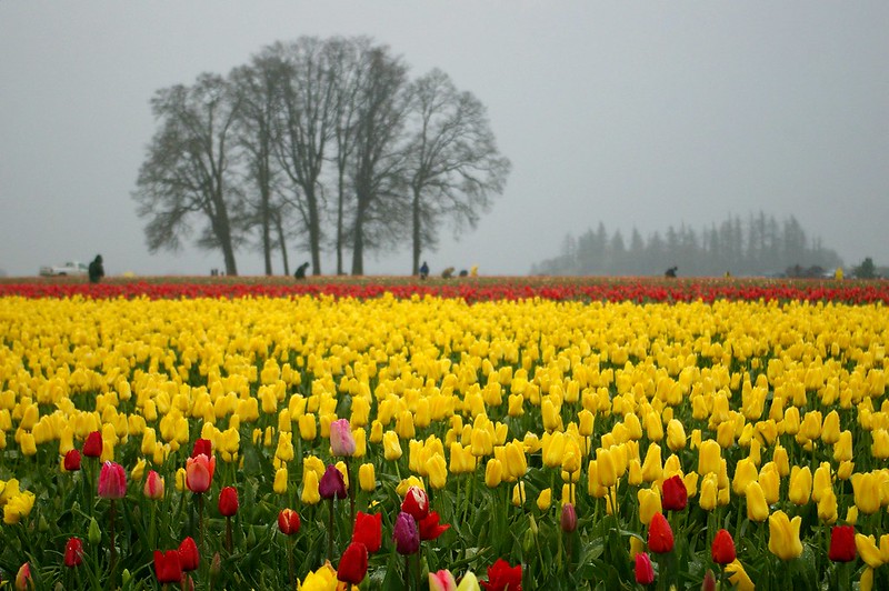 A field full of yellow tulips in the fog at the Wooden Shoe Tulip Festival.