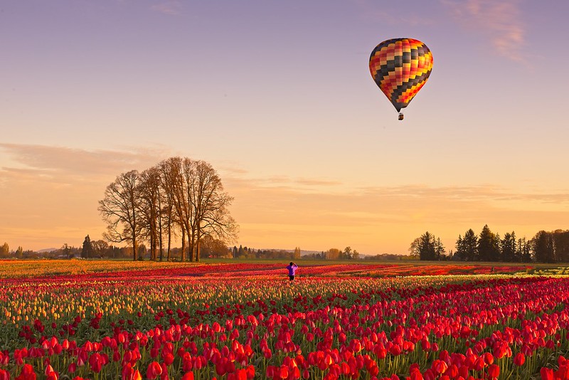 A hot air balloon rising over the Wooden Shoe Tulip Farm at sunrise.