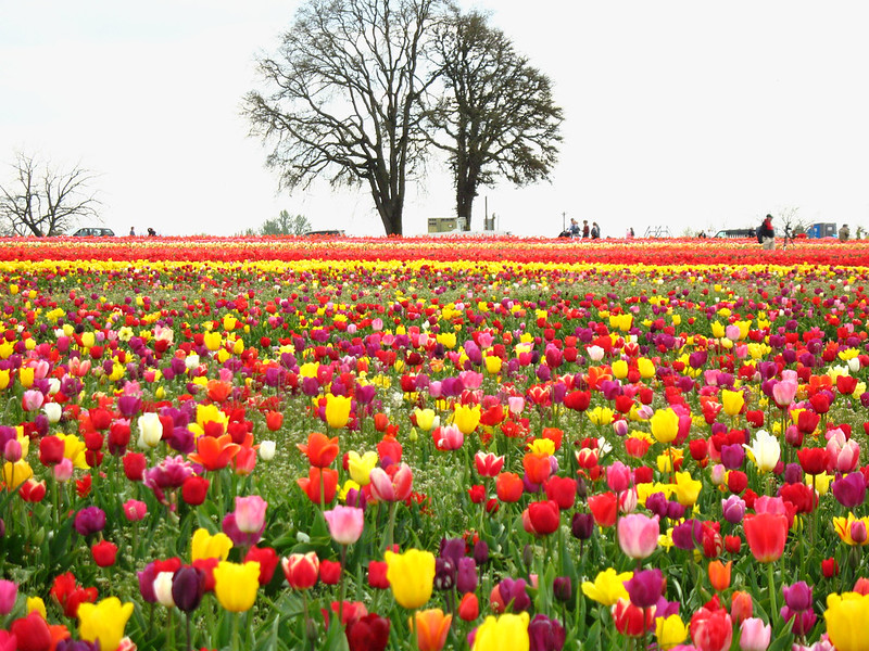 A rainbow of tulips in Woodburn Oregon.