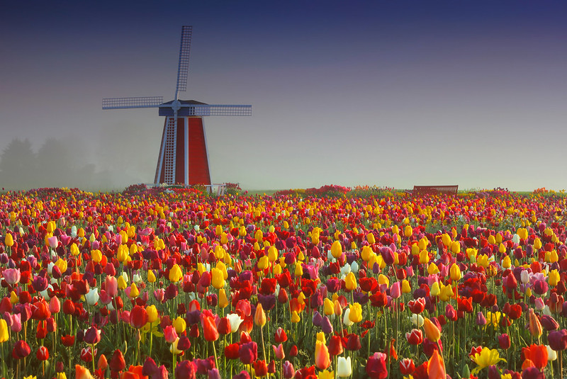 A red and white windmill stands tall on a foggy morning over a field full of colorful tulips at the Wooden Shoe Tulip Farm in Oregon.