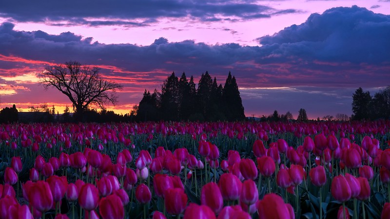 A vibrant pink sunset over vibrant pink tulips in Woodburn, Oregon.