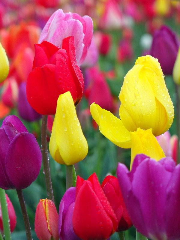 Gorgeous, vibrantly colored tulips in red, pink, purple and yellow at the Wooden Shoe Tulip Farm in Woodburn, Oregon.