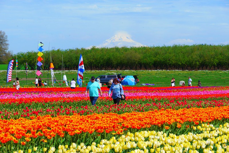 People stroll through rows of tulips in Woodburn, Oregon. Each row features it's own color of tulip.