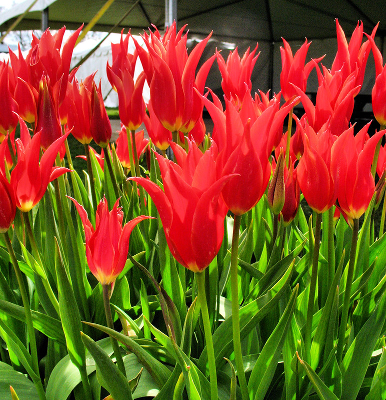 Red tulips with an interesting shape.