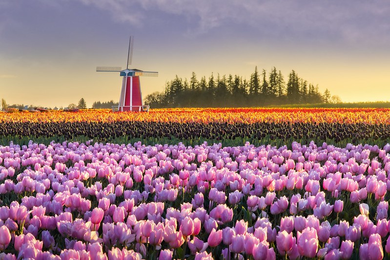 Rows of delicate pink, black, orange and red tulips on a misty morning with a red and white windmill in the background.