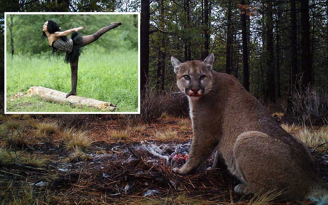 Cougars on High Alert as Yet Another Human Wanders Into the Woods Without Common Sense