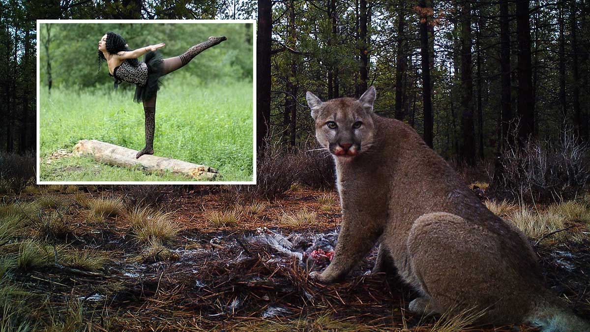 cougar warning oregon