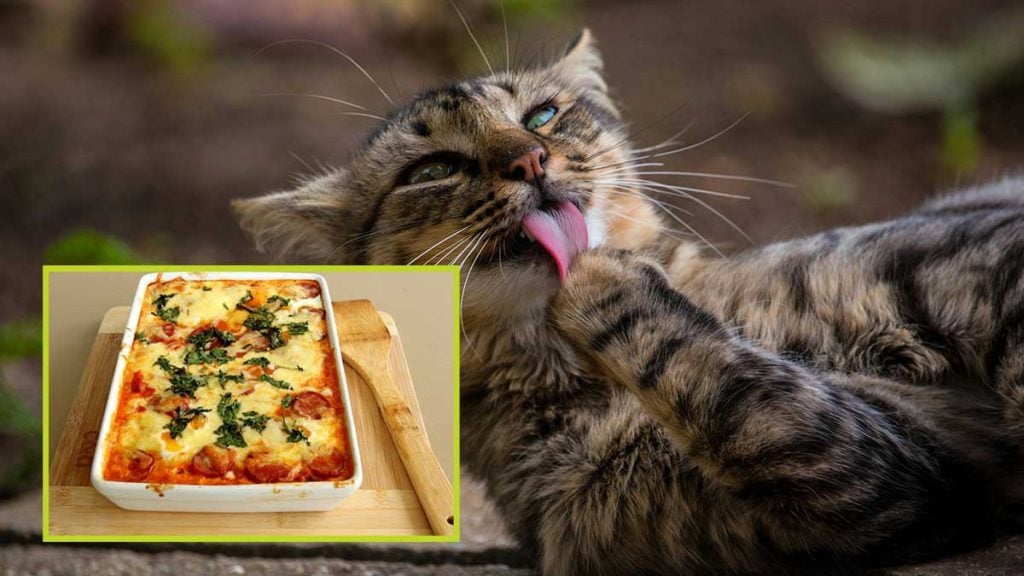 cat loves lasagna