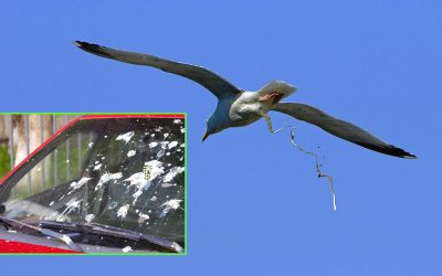 Exclusive: Oregon Coast Seagulls Admit to Plotting Coordinated Poop Bombs on Shiny Clean Cars