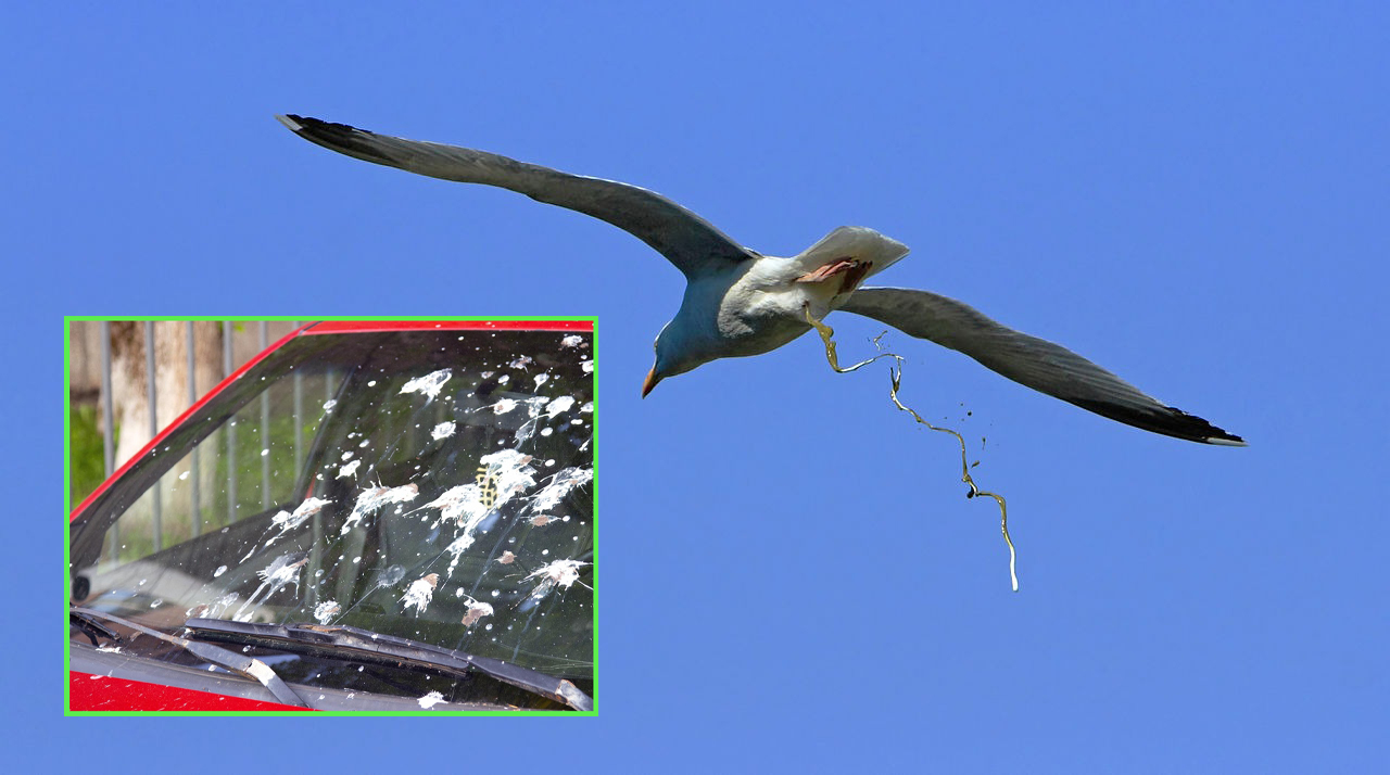 seagulls pooping