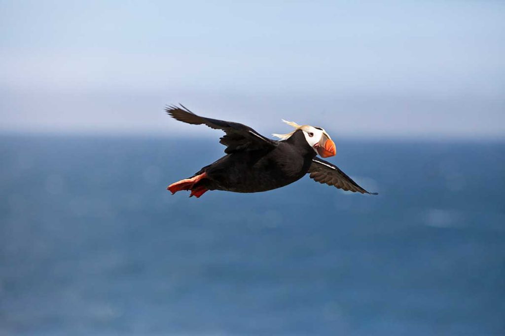 puffin