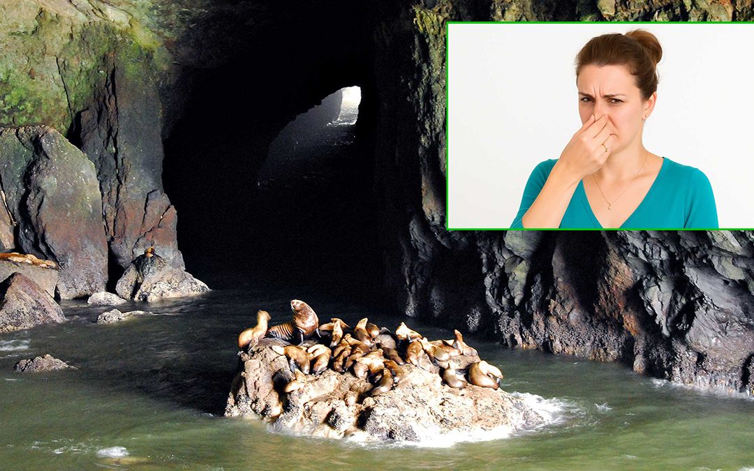 Report: Sea Lion Caves Are, In Fact, a Little Stinky Today