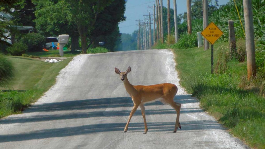 deer in road