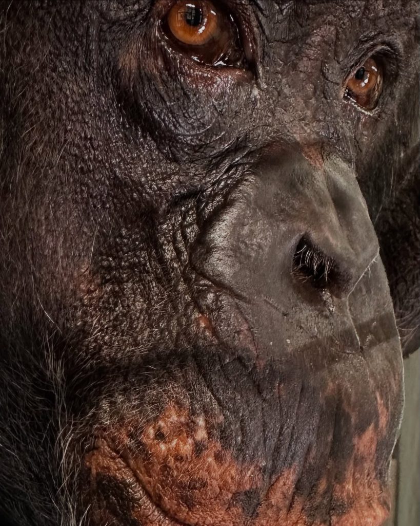 george the chimpanzee, west coast game park safari, bandon oregon, update, rescued animals, chimpanzee sancturay northwest, CSNW, cle elum washington, happy ending, how you can help, donations welcome