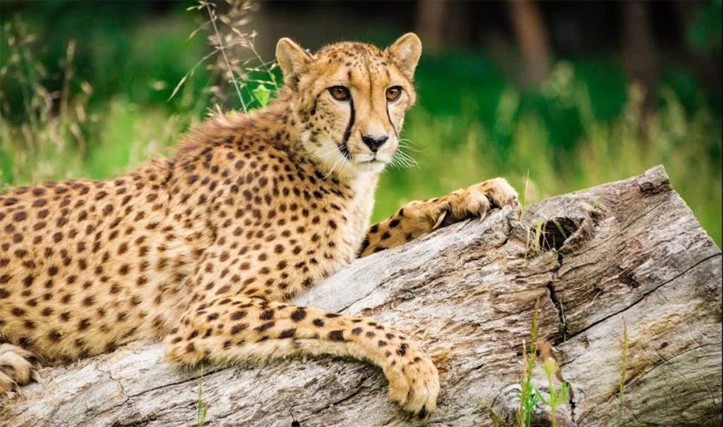 Wildlife Safari, Winston Oregon, Top Zoos, Conservation, Best Places to Visit Oregon, Family Fun, Free-Roaming Animals, Support A Great Zoo, Animal Welfare, Top Cheetah Breeding Programs