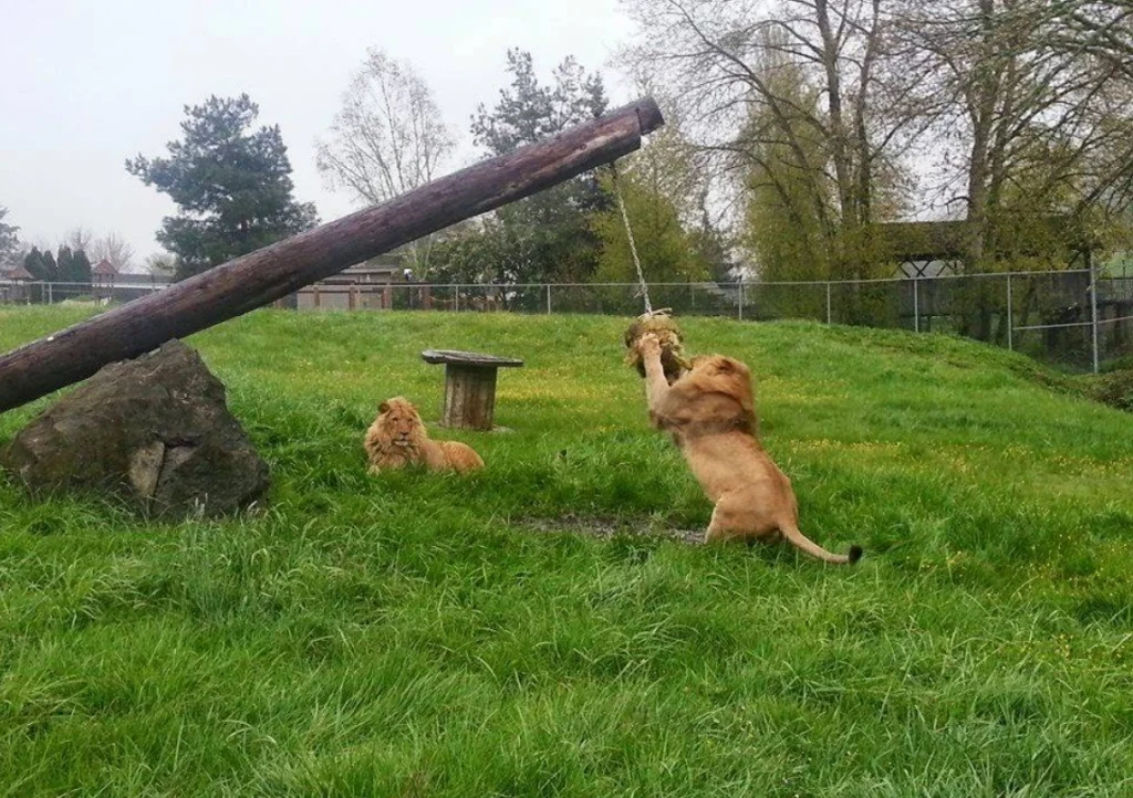 Wildlife Safari, Winston Oregon, Top Zoos, Conservation, Best Places to Visit Oregon, Family Fun, Free-Roaming Animals, Support A Great Zoo, Animal Welfare, Happy Healthy Animals