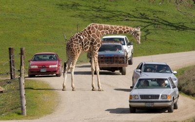 Don’t Confuse Wildlife Safari in Winston With the Horror Show That Was West Coast Game Park Safari