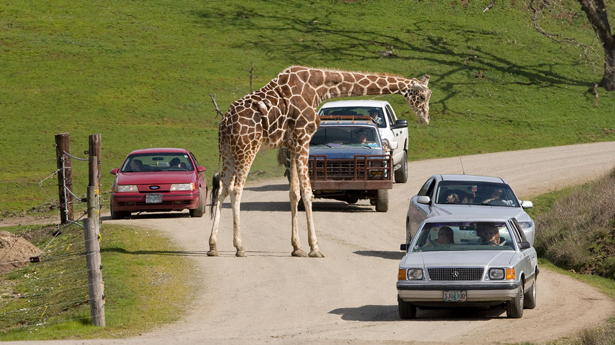 Wildlife Safari in Oregon