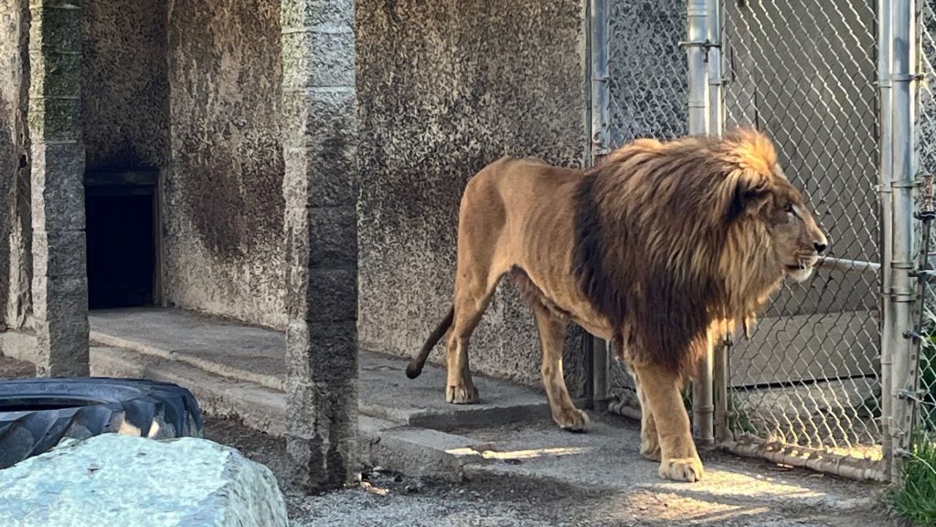 starving lion, west coast game park safari, animal abuse, neglect, zoo shut down, seized animals
