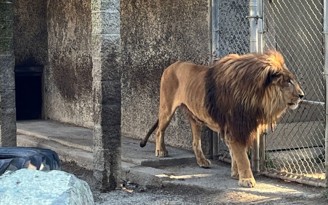 Camel Euthanized, Starving Lion Exposed as Oregon’s Worst Roadside Zoo Finally Gets Raided