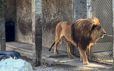 Camel Euthanized, Starving Lion Exposed as Oregon’s Worst Roadside Zoo Finally Gets Raided
