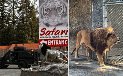 Over 300 Animals Rescued from Hellish Oregon Safari Park in Massive State Raid