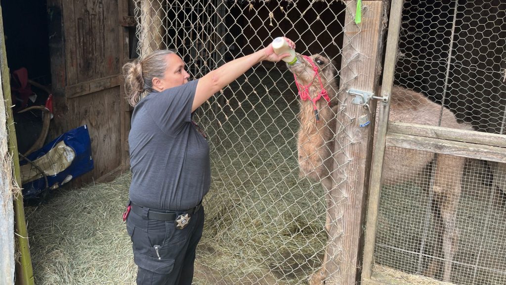 A Clackamas County Animal Control officer offers food to a malnourished young camel during a criminal investigation into widespread animal neglect at West Coast Game Park Safari