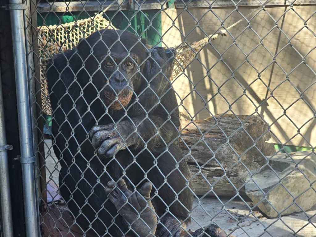 george the chimpanzee, west coast game park safari, bandon oregon, update, rescued animals, chimpanzee sancturay northwest, CSNW, cle elum washington, happy ending, how you can help, donations welcome