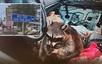 Local Raccoon Escapes Oregon Zoo, Found Days Later Smoking Meth Behind Dollar Tree
