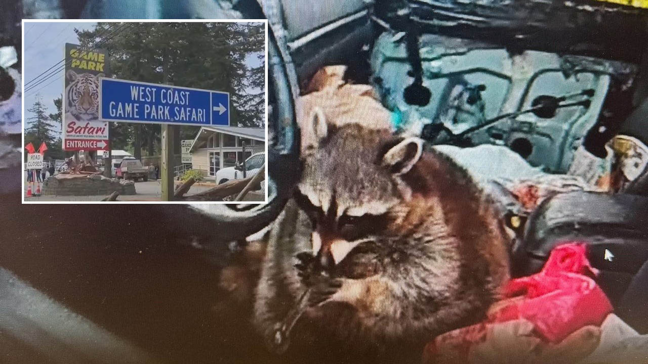 raccoon smoking meth
