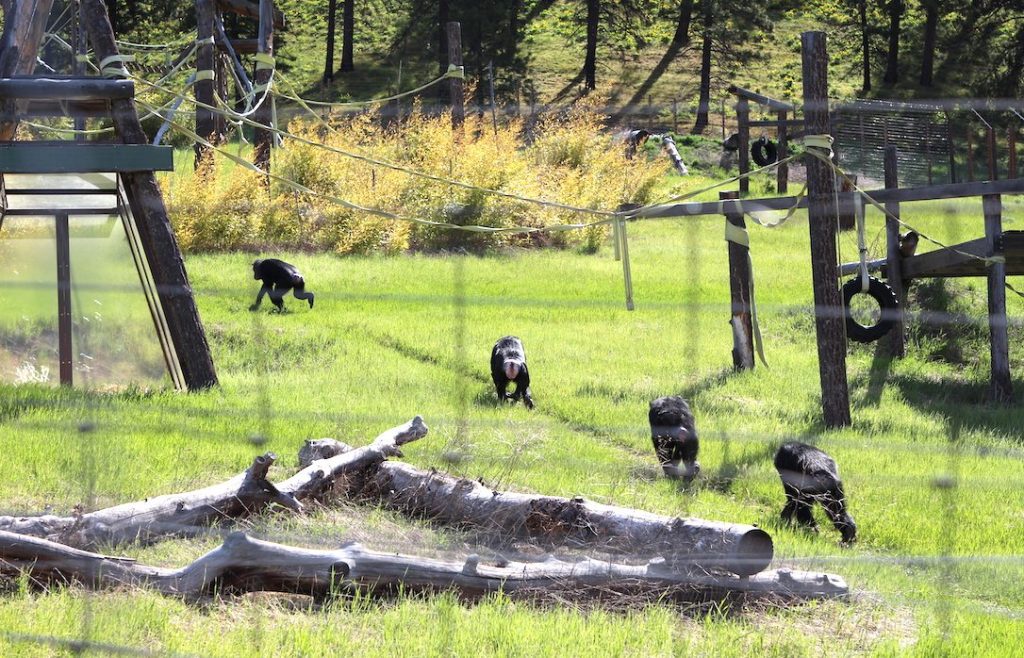 chimpanees roam free at chimpanzee sanctuary northwest in Cle Elum, Washington