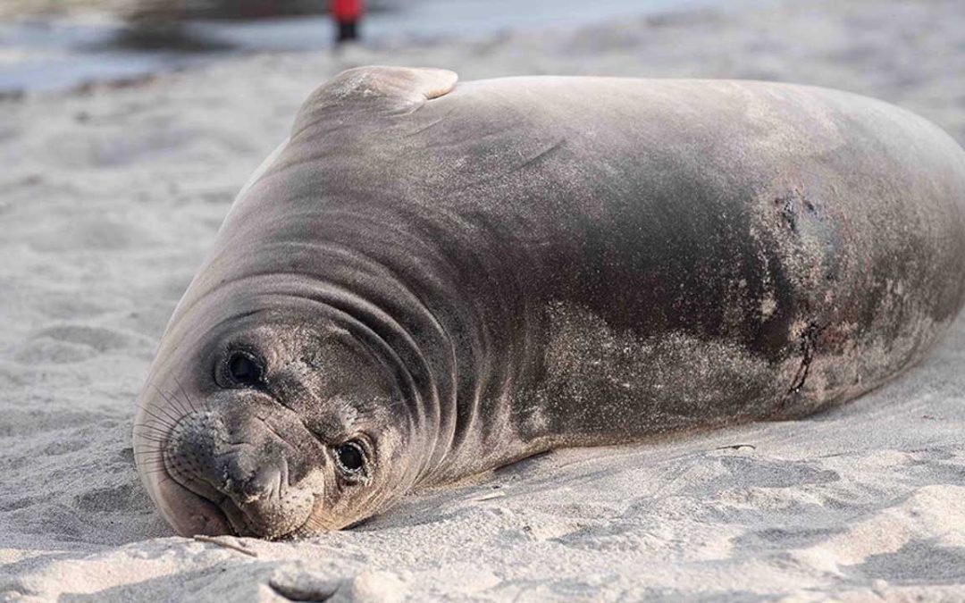 Officials Seek Public’s Help After Elephant Seal Pup Brutally Stabbed on Oregon Coast