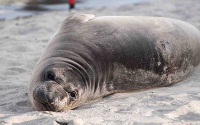 Officials Seek Public’s Help After Elephant Seal Pup Brutally Stabbed on Oregon Coast