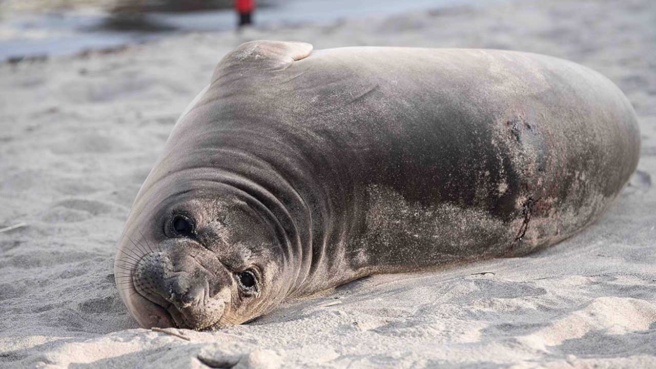 Seal pup