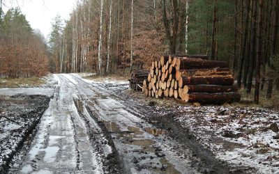 2 Million Acres of Oregon Forest Open to Logging After Roadless Rule Repealed
