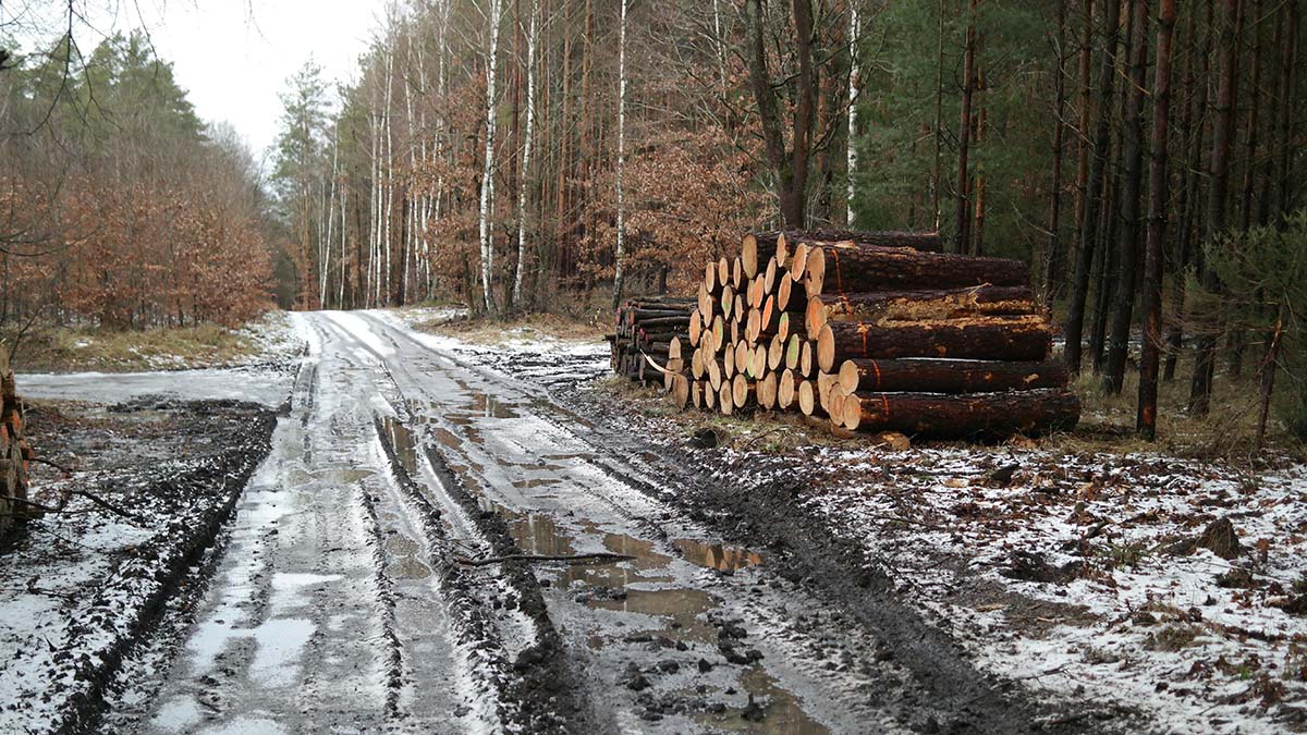 Logging road in Oregon