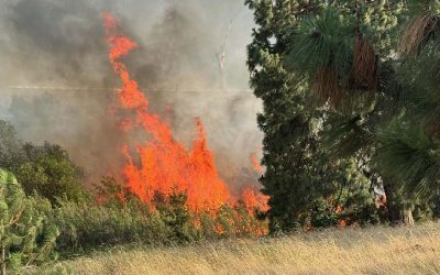 Heartbreak in the Gorge as Human-Caused Rowena Fire Destroys 49 Homes