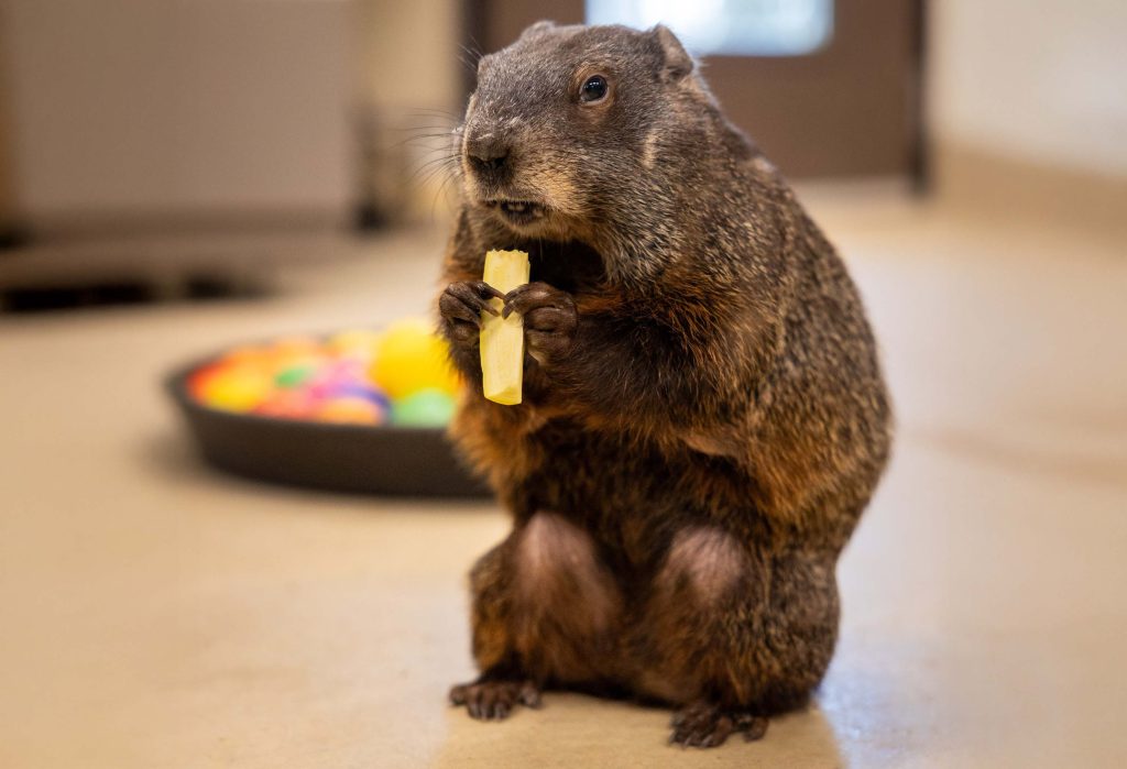 Maple the groundhog.