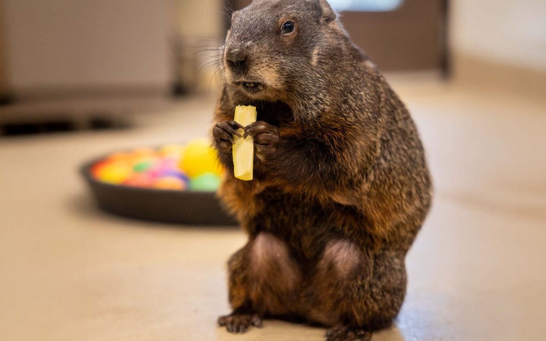 Groundhog Rescued From Bandon’s West Coast Game Park Safari Raid Now Thriving in California