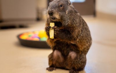 Groundhog Rescued From Bandon’s West Coast Game Park Safari Raid Now Thriving in California