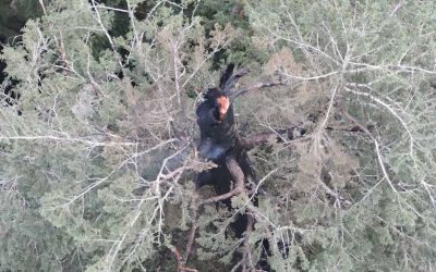 One of the Tallest Douglas Firs on Earth, Oregon’s Doerner Fir, Still Burning Days After Fire