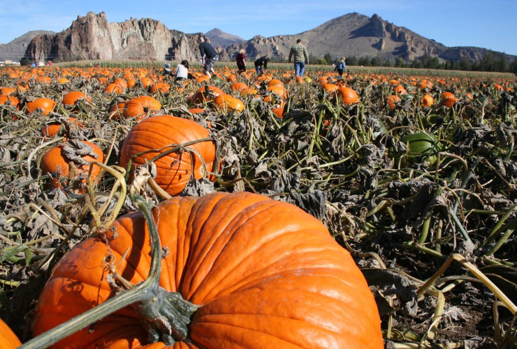 Smith Rock Ranch, Terrebonne Oregon, Family Fun, Central Oregon, Bend, Redmond, Things To Do, Pumpkin Patch, Hay Rides, Pumpkin Cannon, Giant Corn Maze, East of the Cascades, Dog Friendly Adventures, Good Food, Mini Golf, Best of Oregon, Fall Activities, Halloween